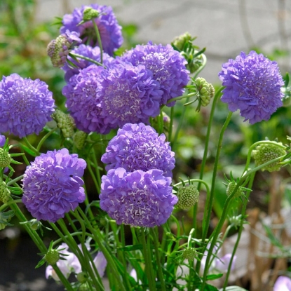 Picture of Scabiosa Atropurpuea Oxford Blue